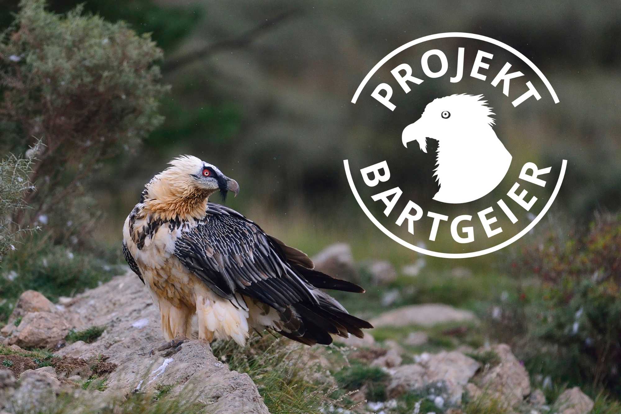 Bartgeier-Projekt